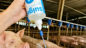 Aplicação de gel lubrificante SUIGEL GENEPRO em sistema de inseminação artificial em suínos dentro de granja, mostrando manejo reprodutivo e uso de tecnologia na suinocultura.