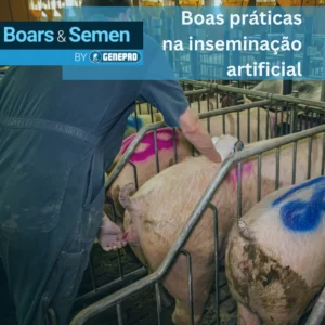 Técnico realizando inseminação artificial em matriz suína em baia coletiva, utilizando catéter e gel lubrificante SUIGEL da linha Boars & Semen by GENEPRO — boas práticas de manejo reprodutivo em suinocultura.